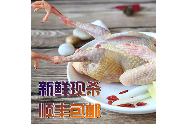 冰鲜老鸽